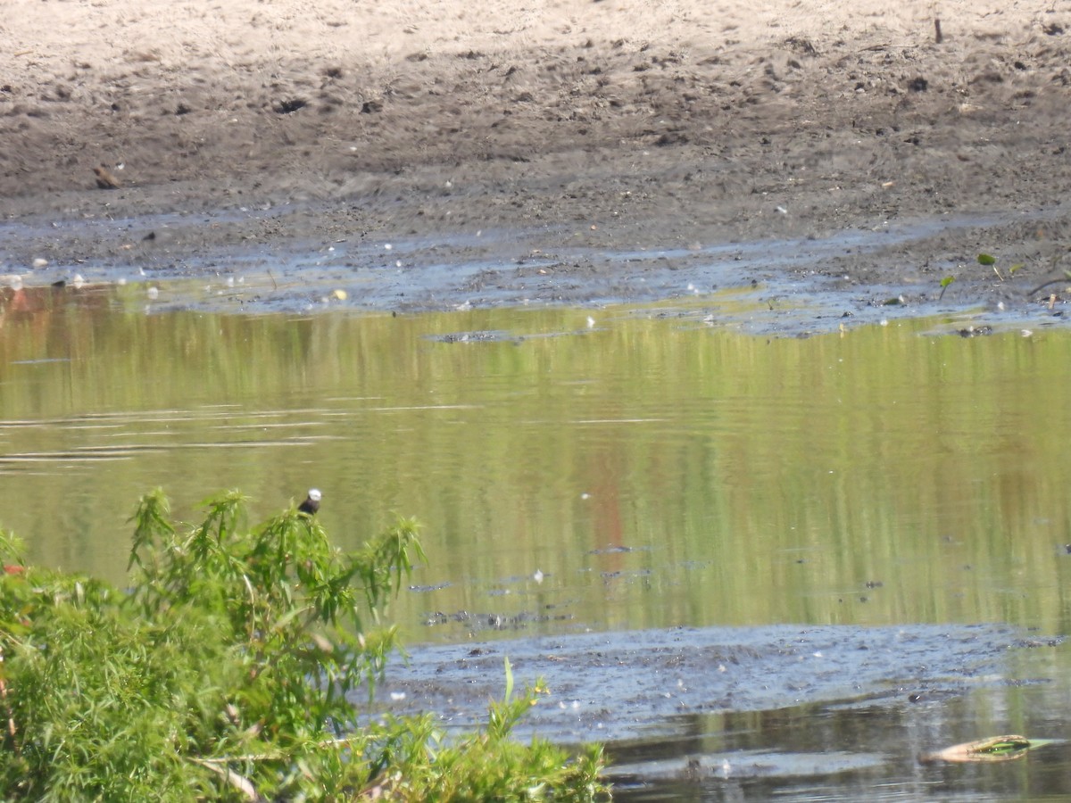 White-headed Marsh Tyrant - ML620354238