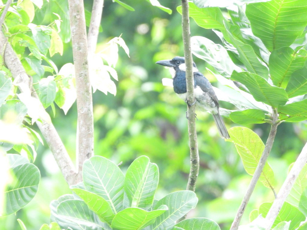 Black-breasted Puffbird - ML620354242