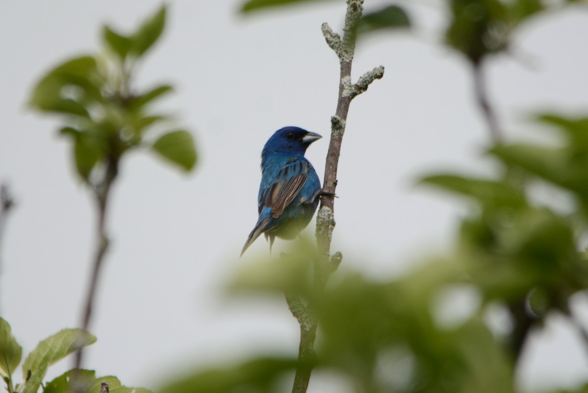 Indigo Bunting - ML620354259