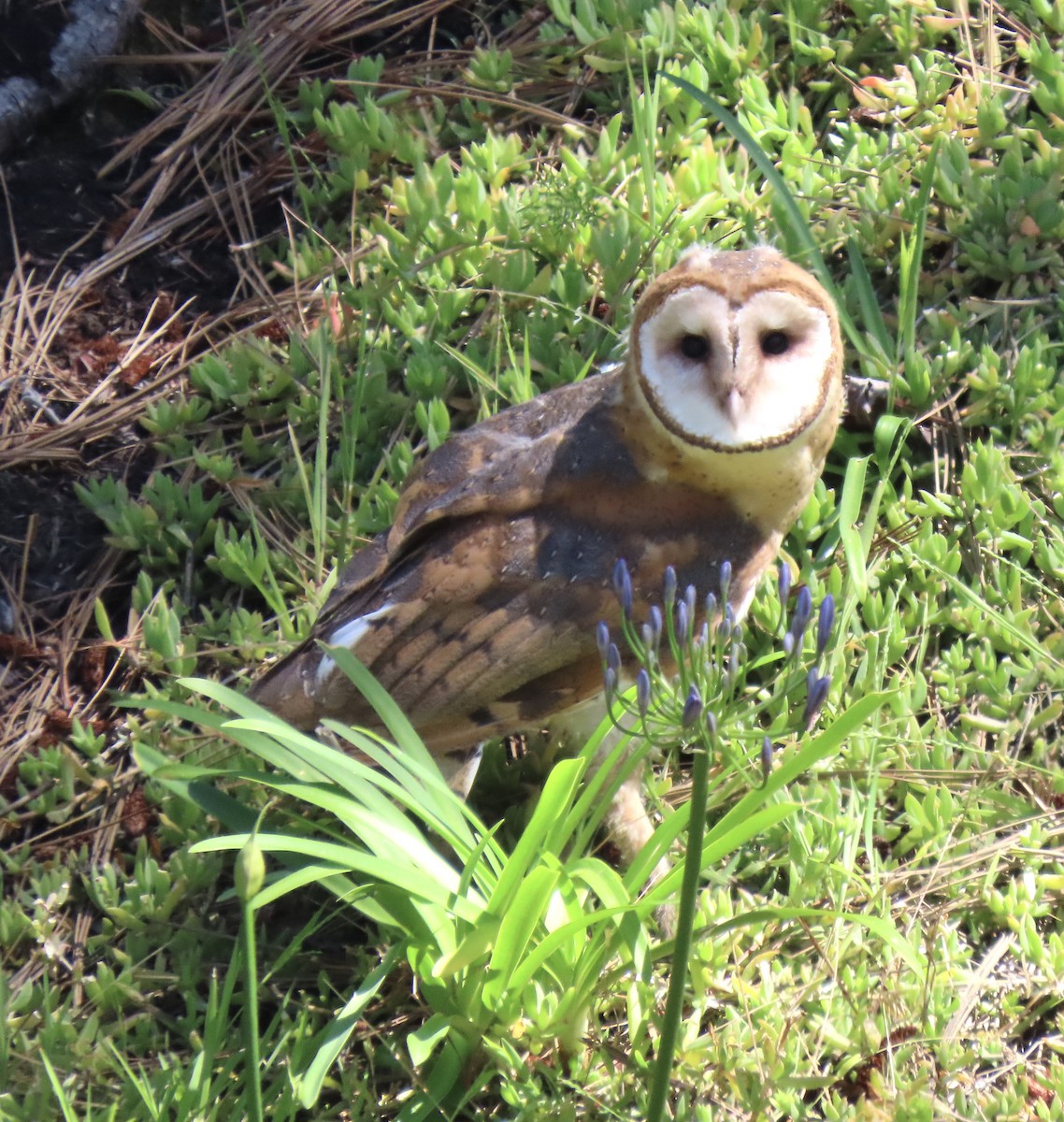 Barn Owl - ML620354263