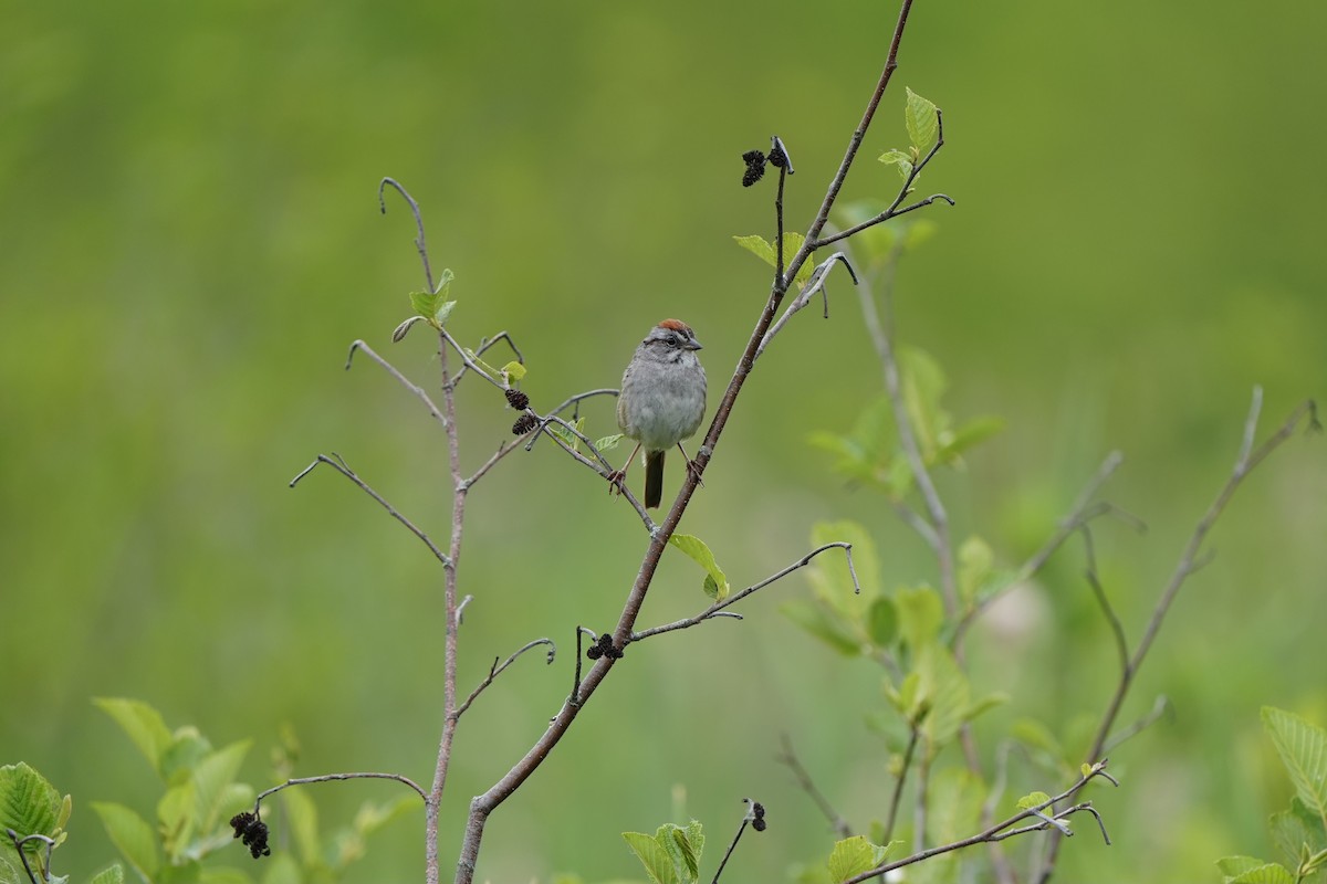 Swamp Sparrow - ML620354267