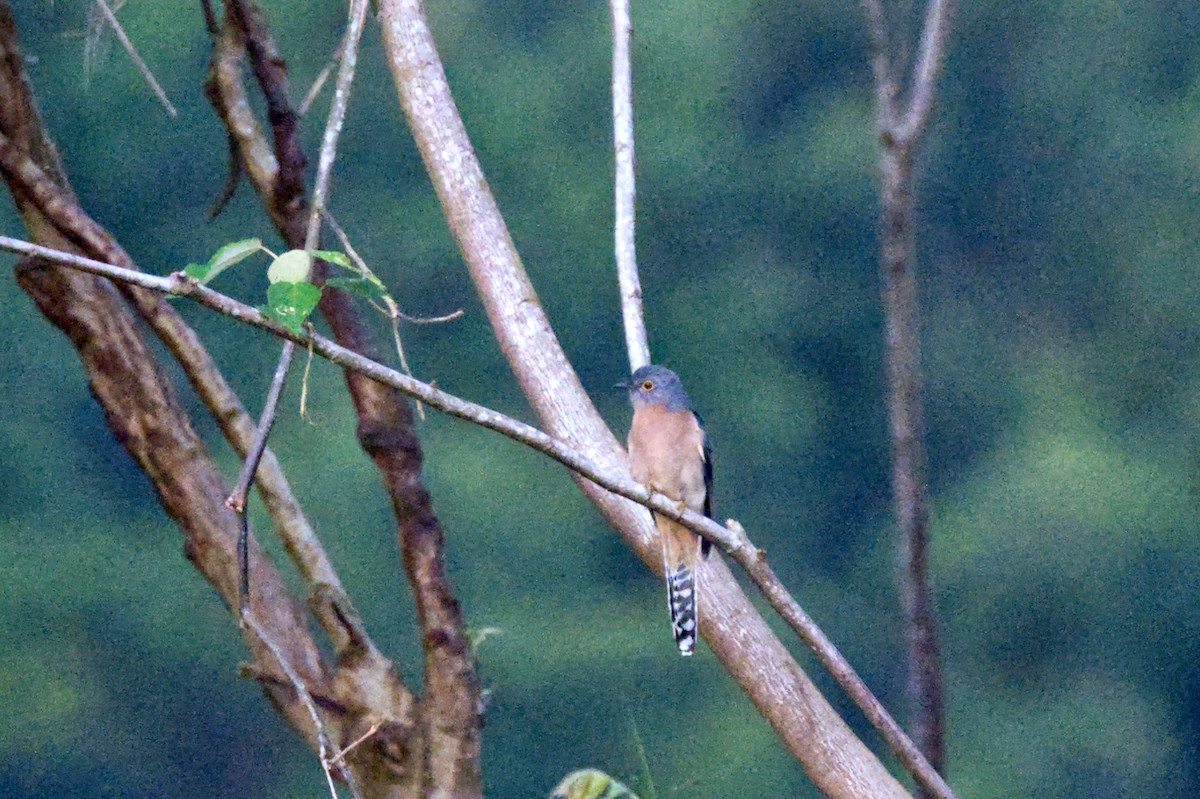 Fan-tailed Cuckoo - ML620354269