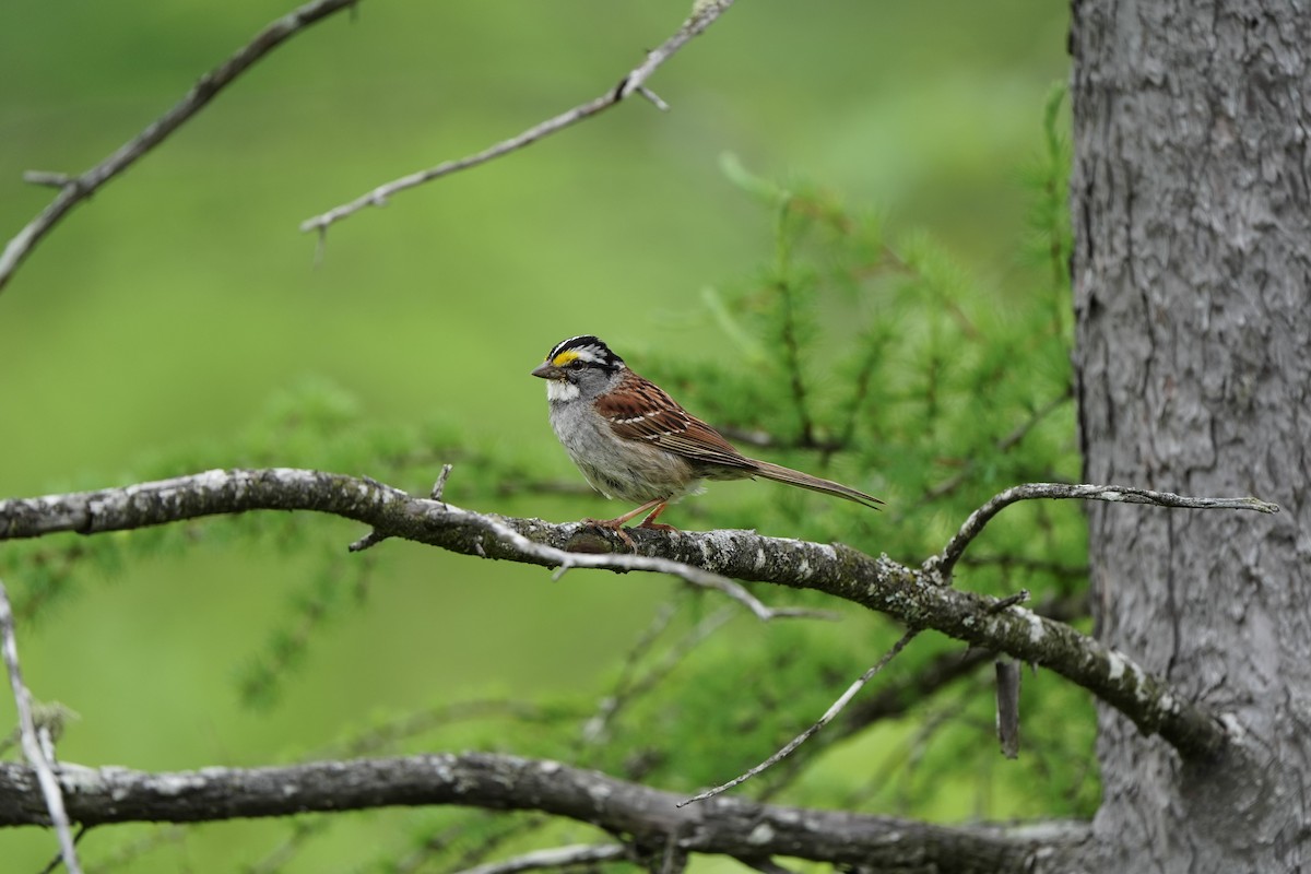 White-throated Sparrow - ML620354281