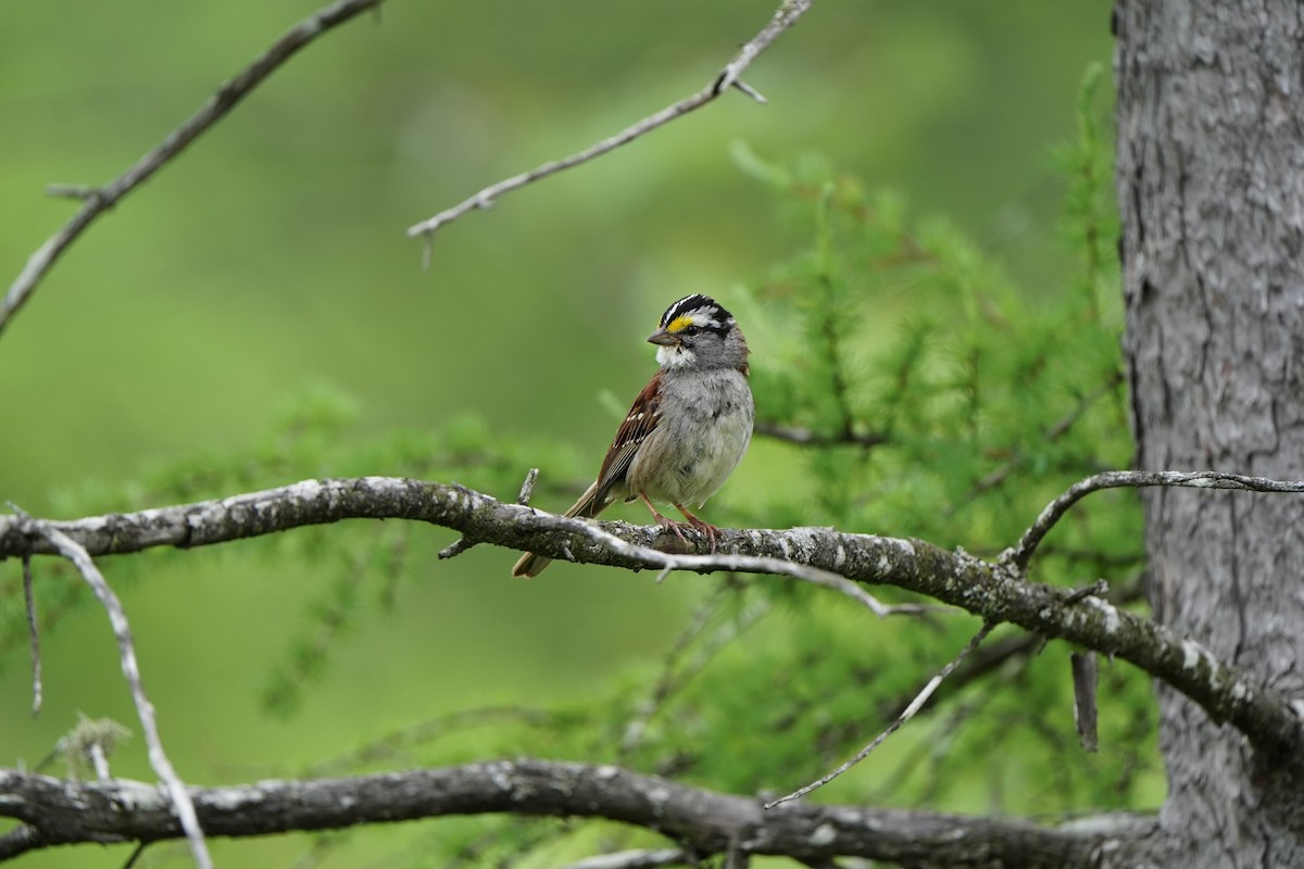 White-throated Sparrow - ML620354282
