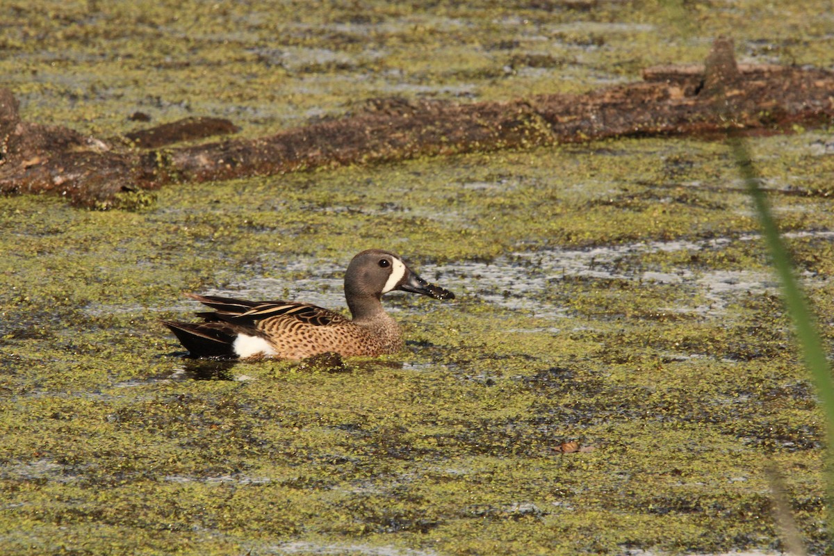 Blue-winged Teal - ML620354287