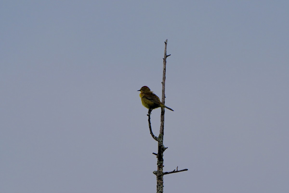 Palm Warbler (Yellow) - ML620354294