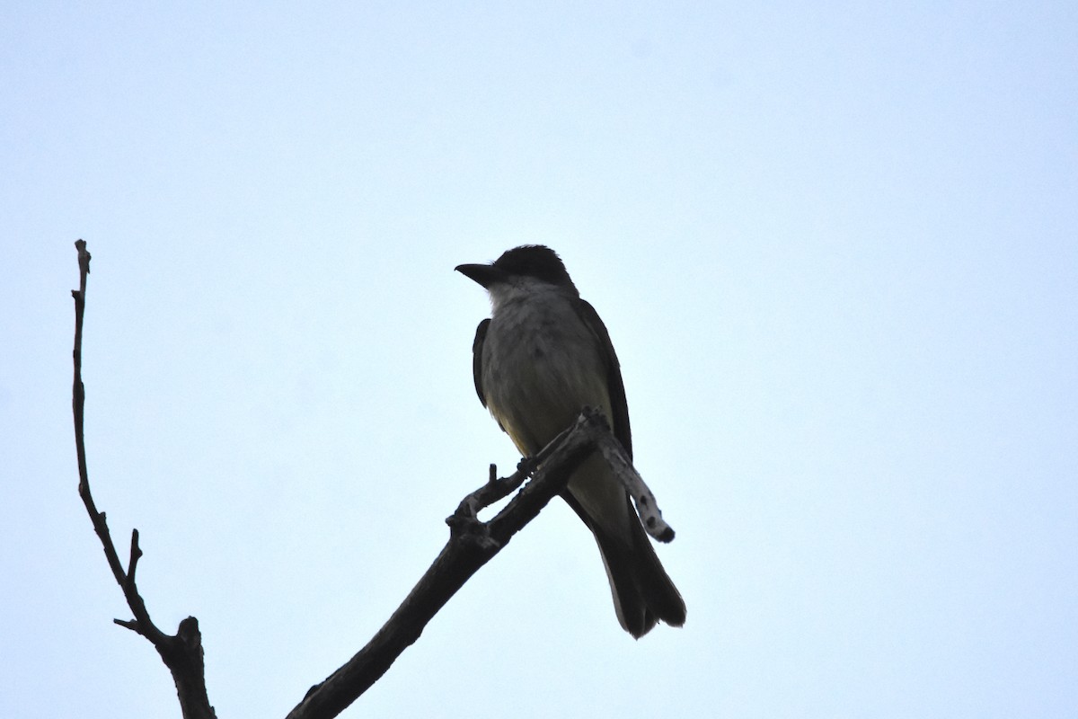 Thick-billed Kingbird - John Groves