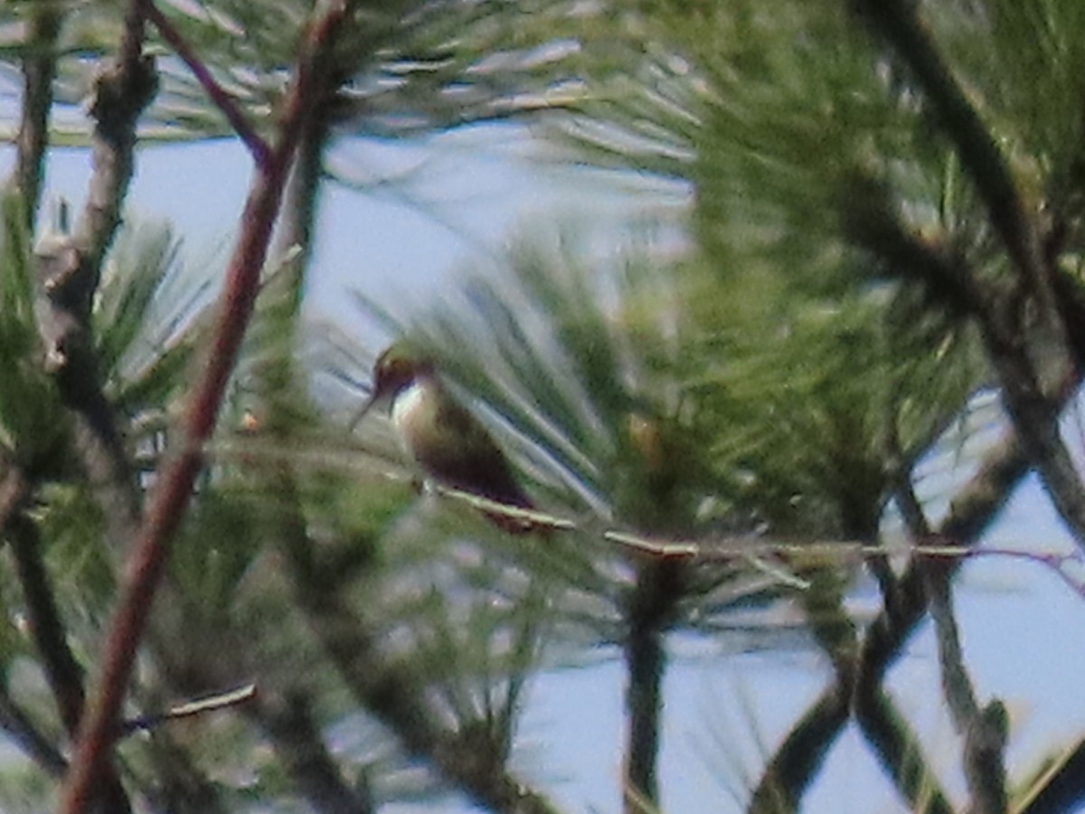 Black-chinned Hummingbird - ML620354303