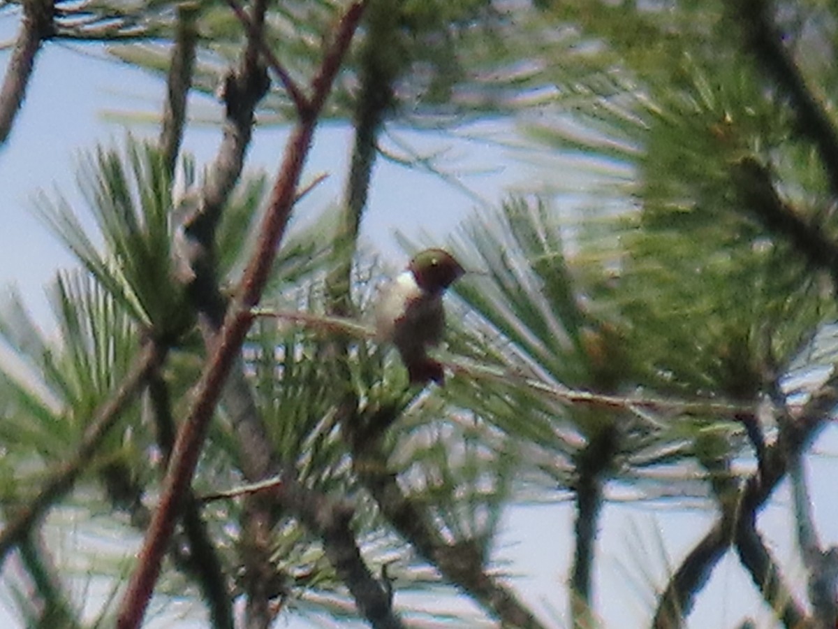 Black-chinned Hummingbird - ML620354304