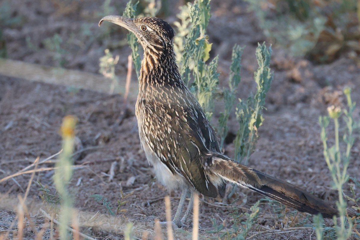 Greater Roadrunner - ML620354305