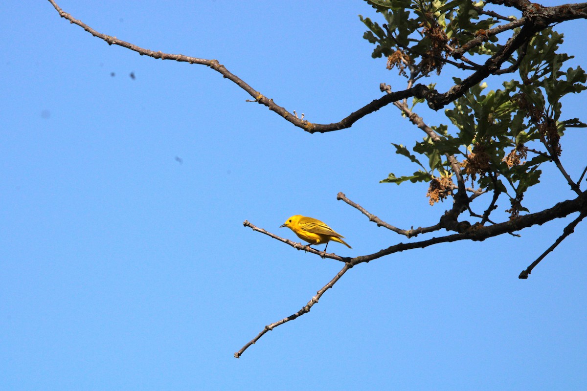 Yellow Warbler - Leigh Nelson