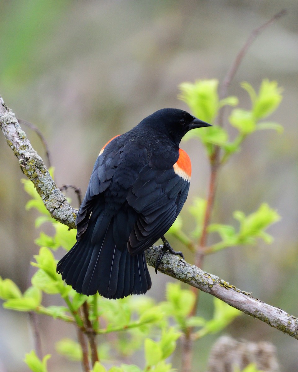 Red-winged Blackbird - ML620354309
