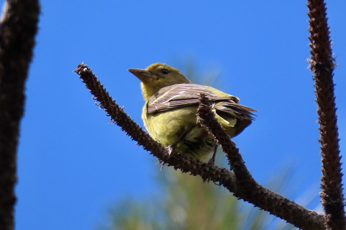 Western Tanager - ML620354310