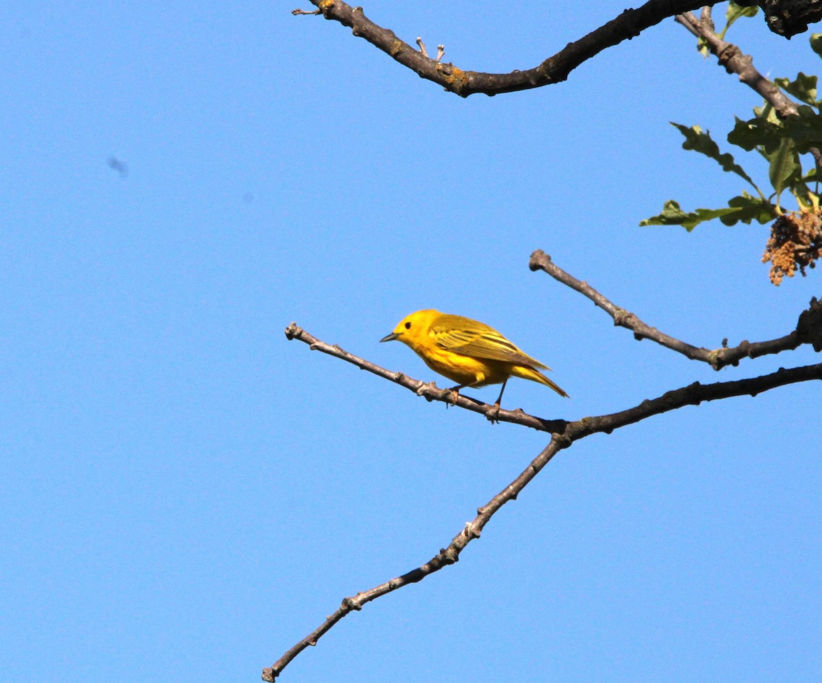 Yellow Warbler - ML620354313