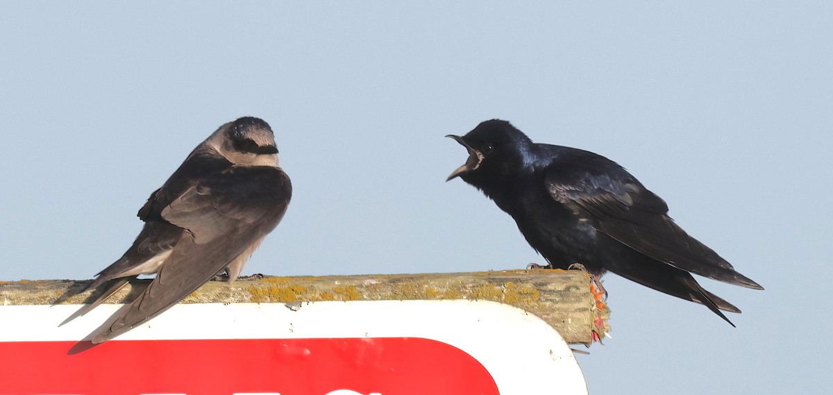 Purple Martin - ML620354320