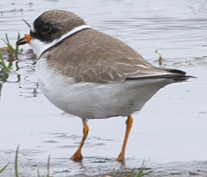 Semipalmated Plover - ML620354332