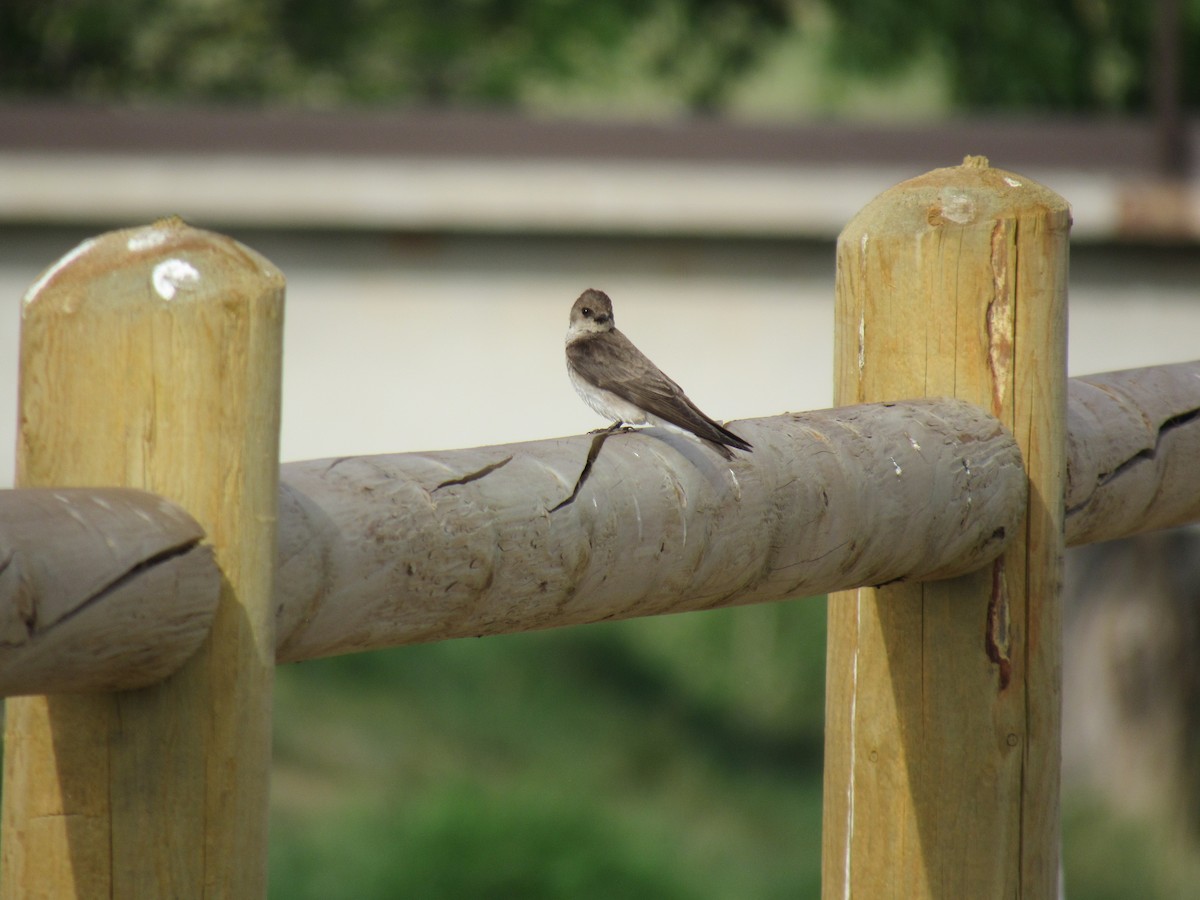 Northern Rough-winged Swallow - ML620354336
