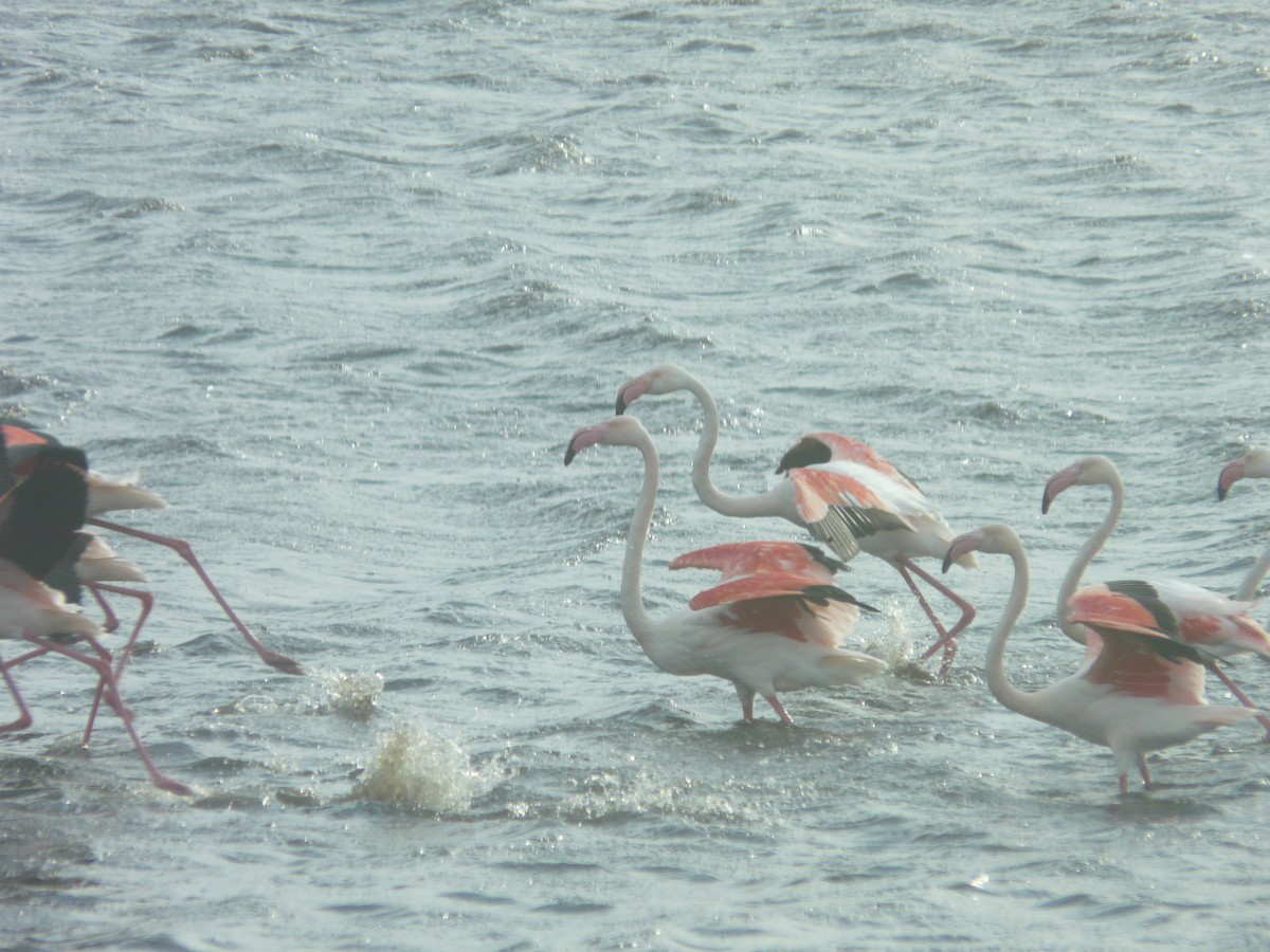Greater Flamingo - ML620354340