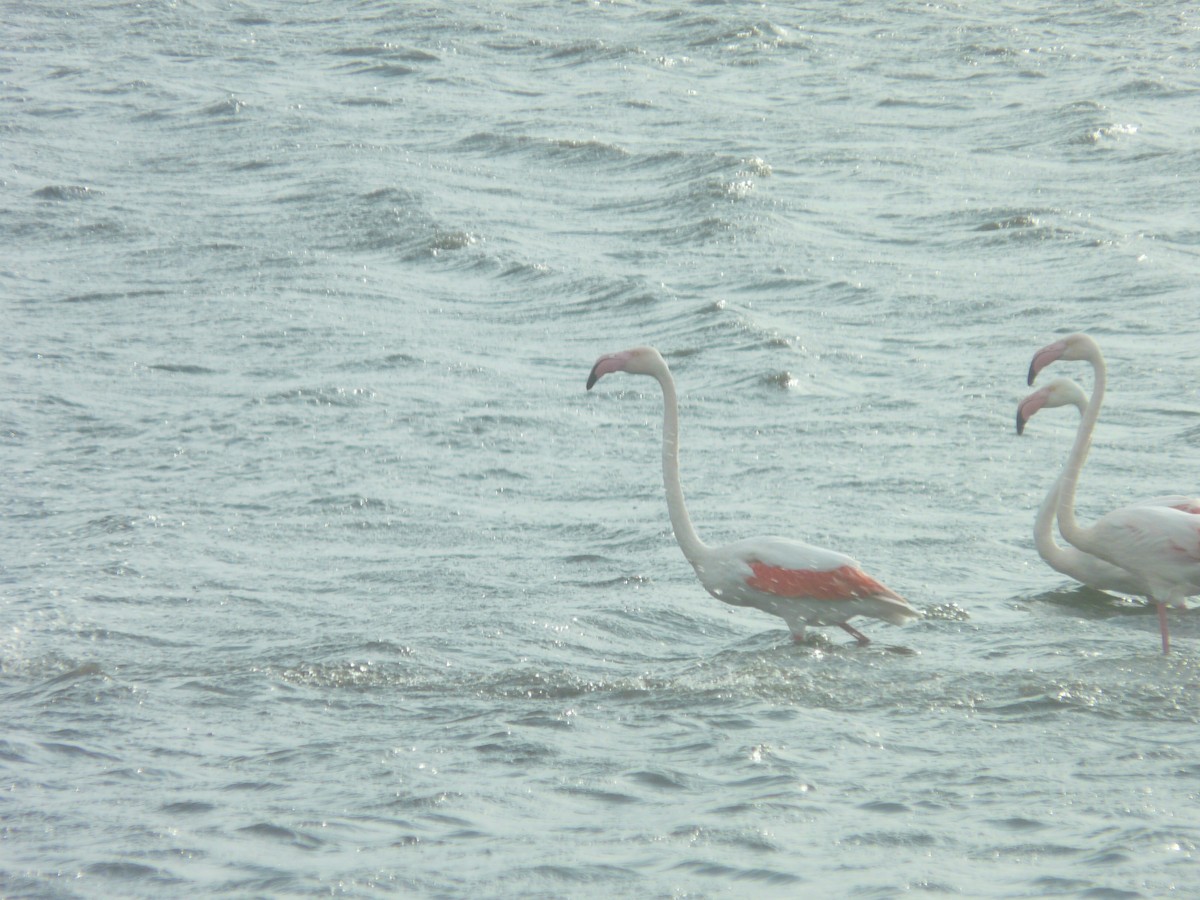 Flamingo - ML620354343