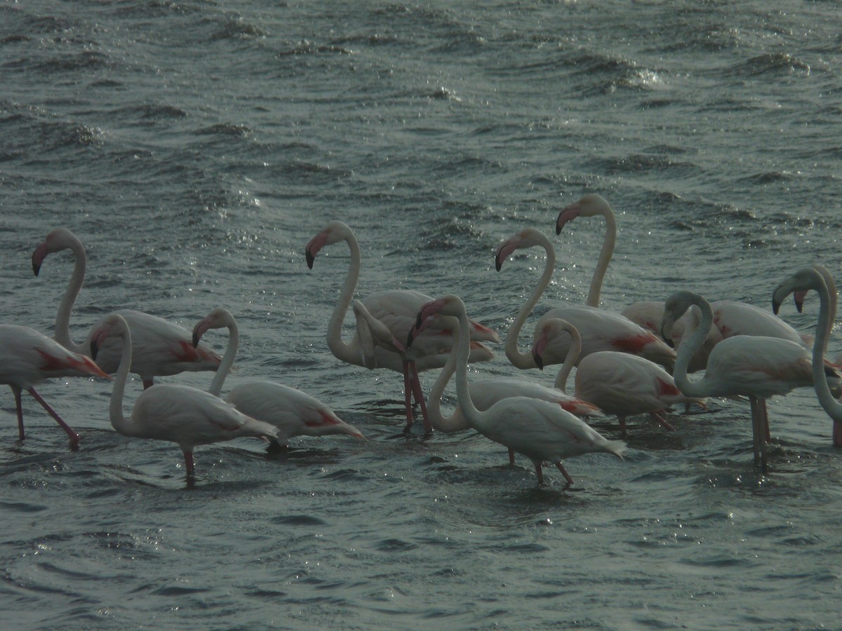 Greater Flamingo - Bev Agler
