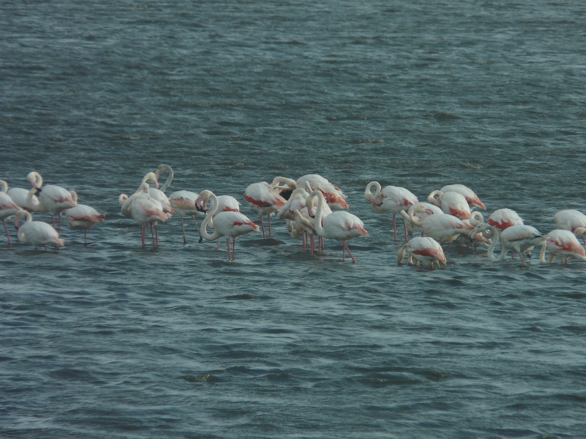 Greater Flamingo - ML620354345