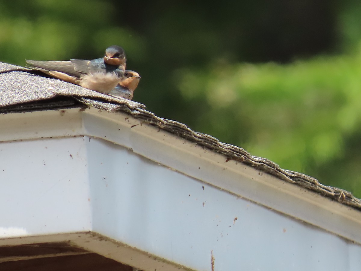 Golondrina Común - ML620354348