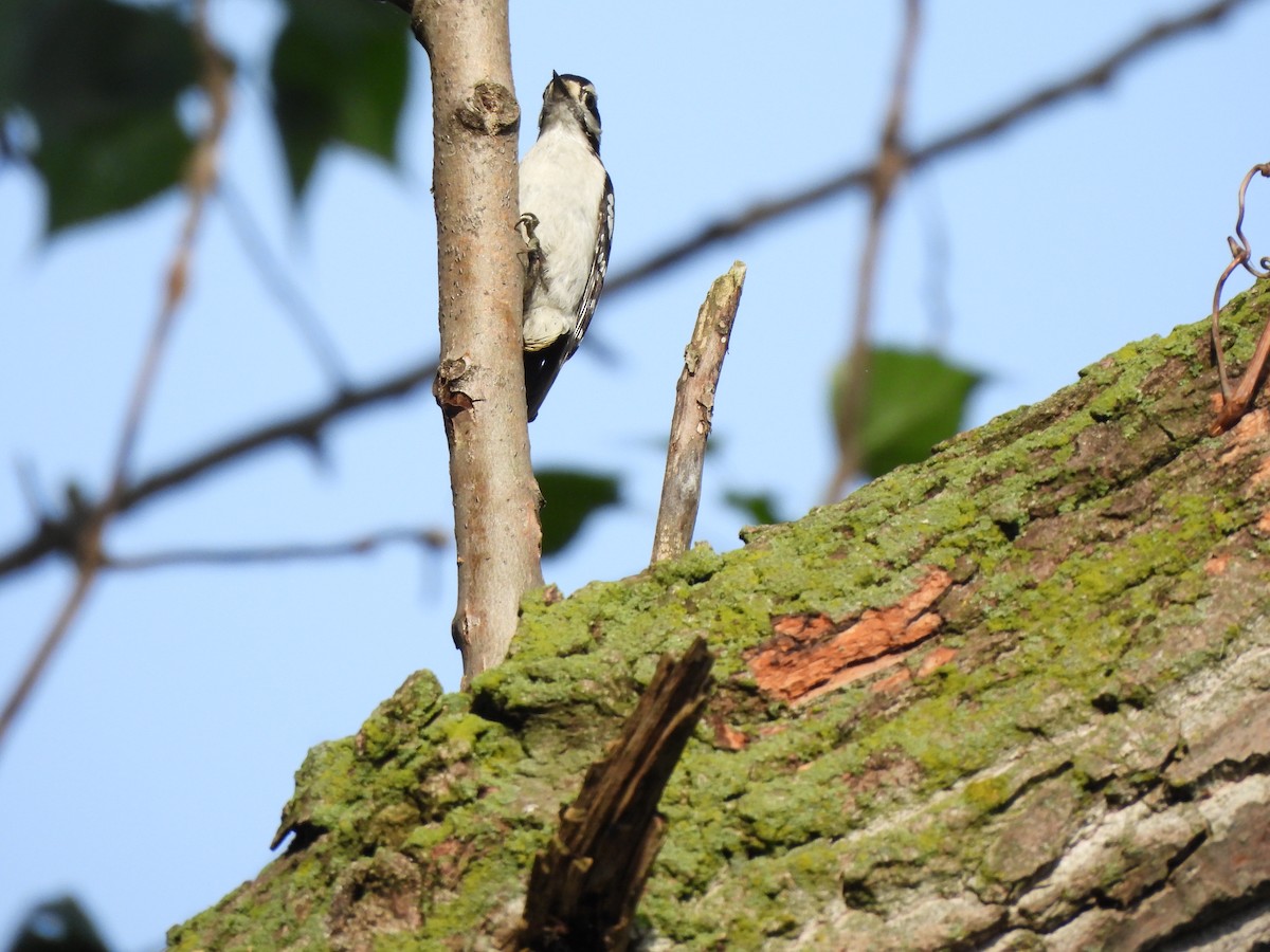 Downy Woodpecker - Francois Lampron