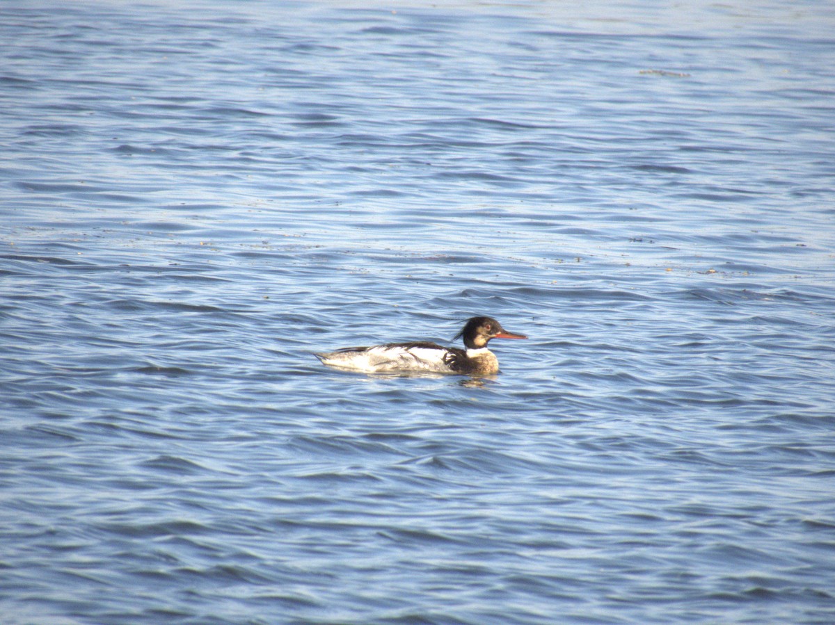 Red-breasted Merganser - ML620354381