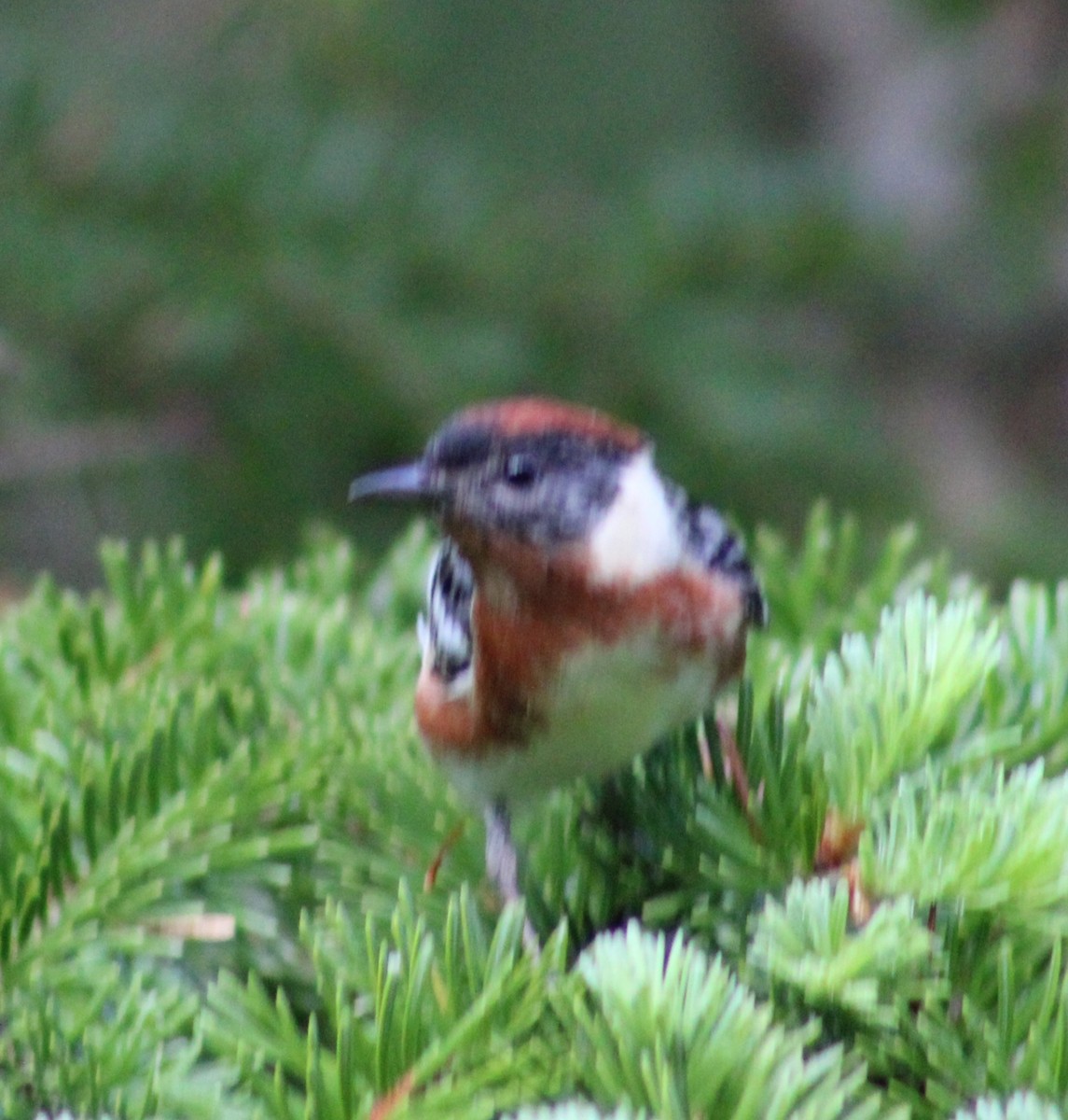 Bay-breasted Warbler - ML620354382