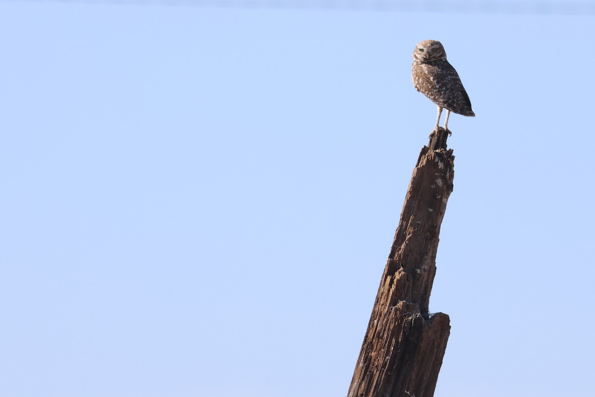Burrowing Owl - ML620354397