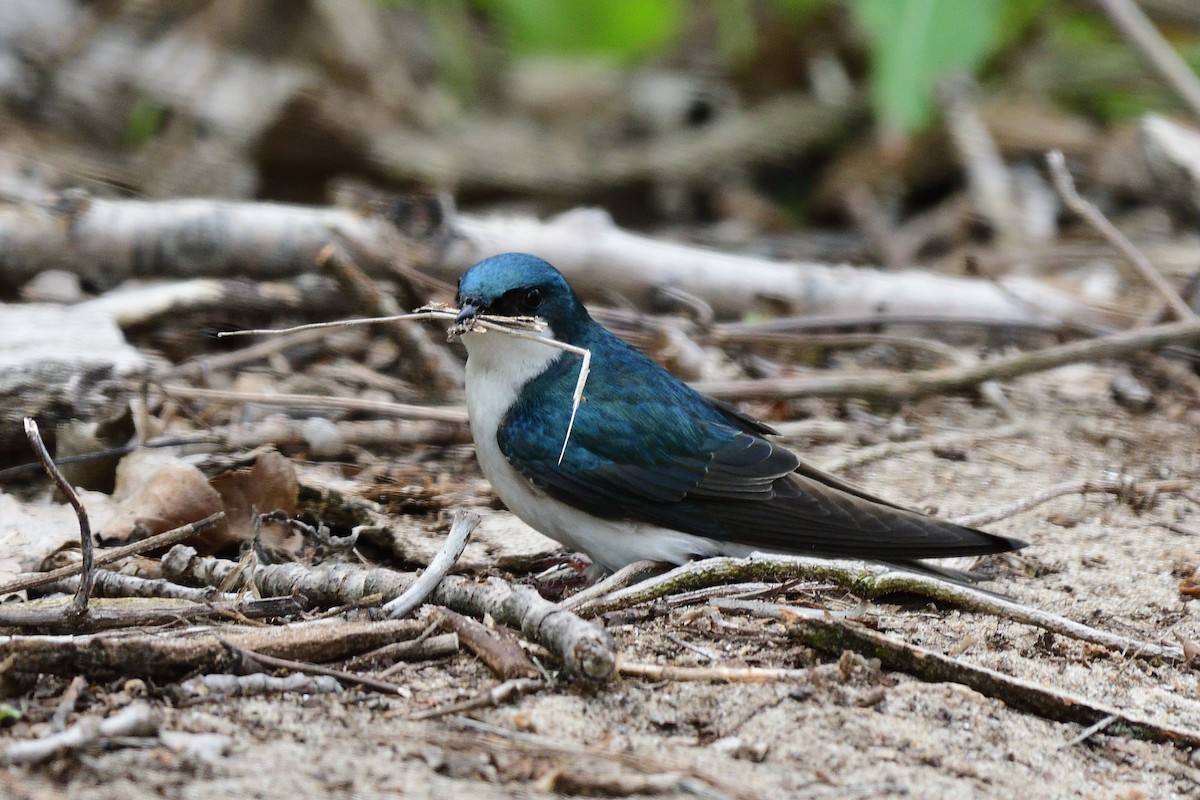 Tree Swallow - M Kelly