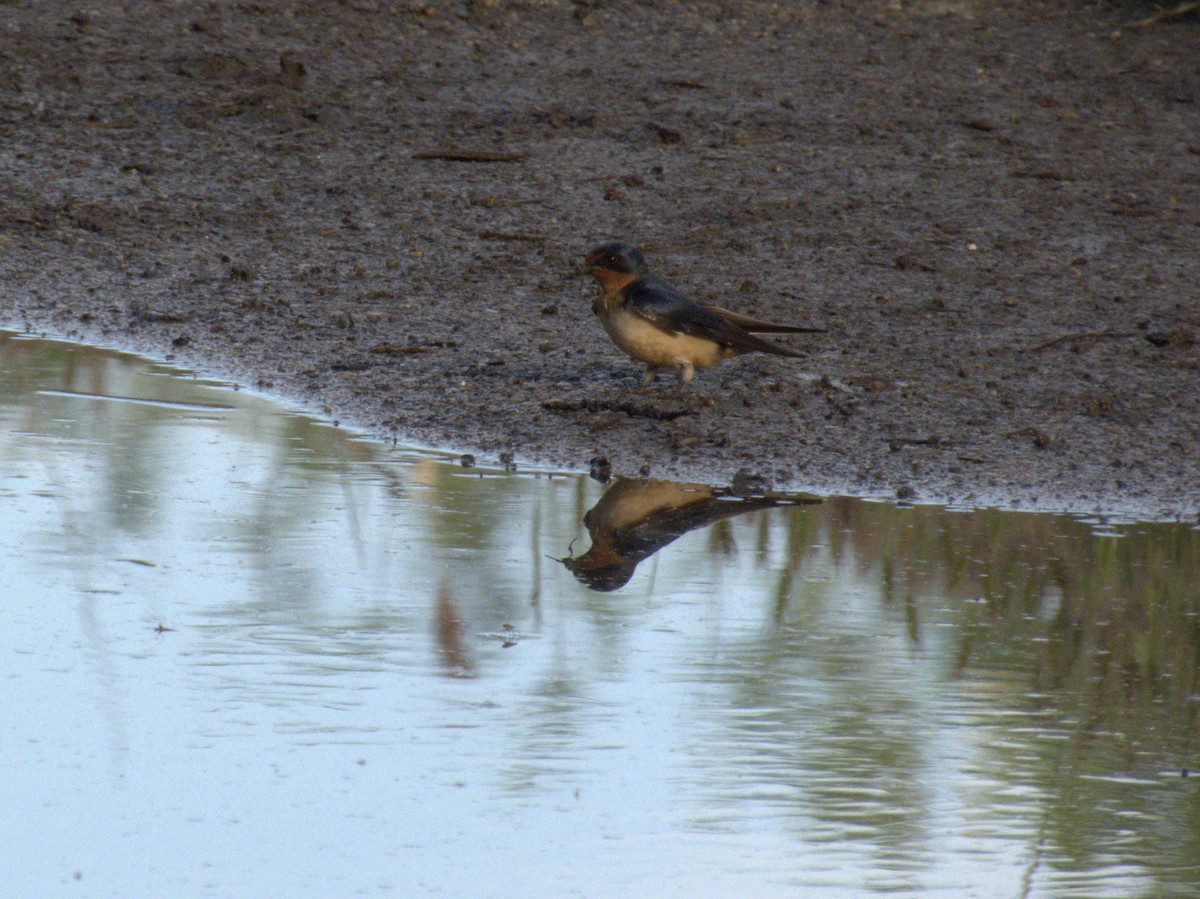 Barn Swallow - ML620354408