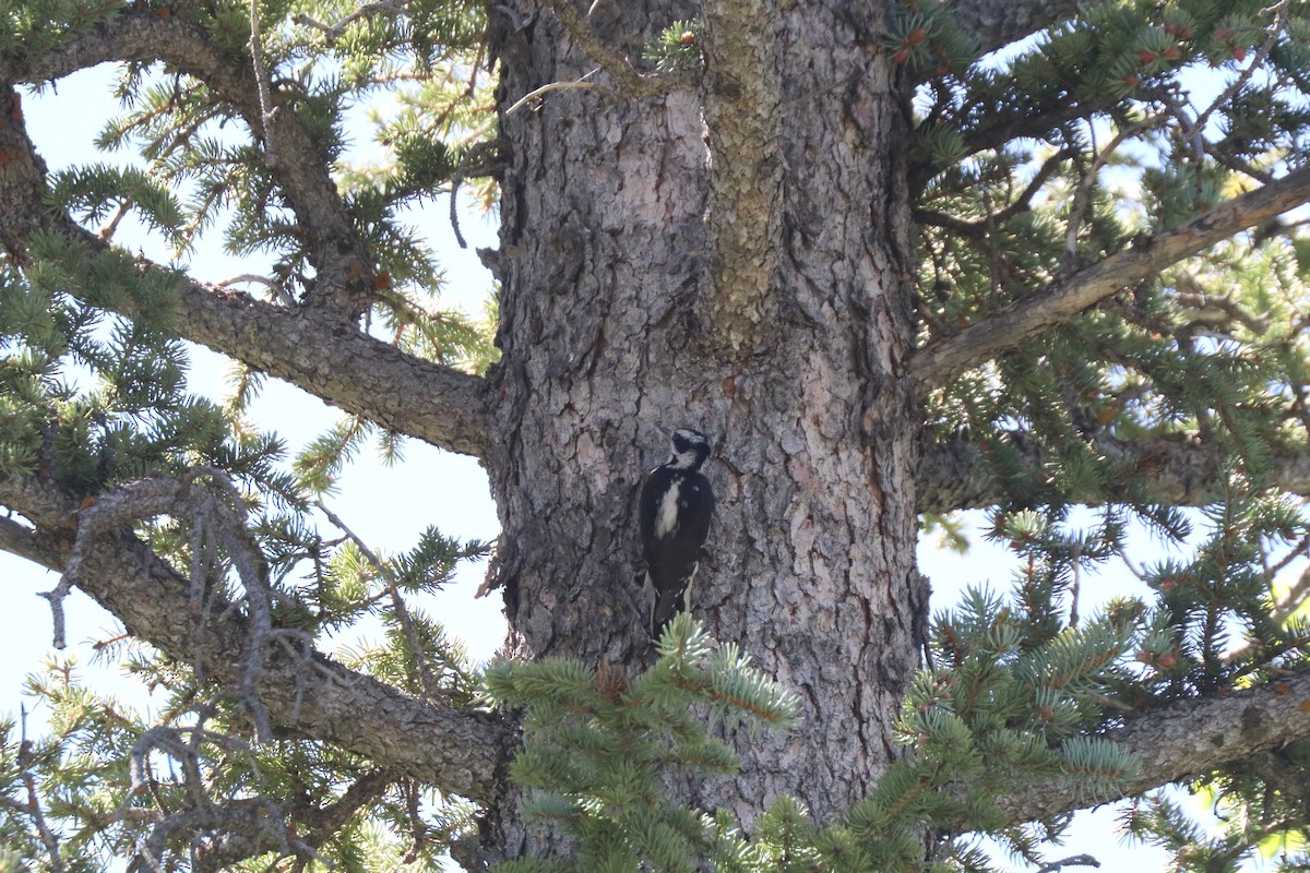 Hairy Woodpecker - ML620354412