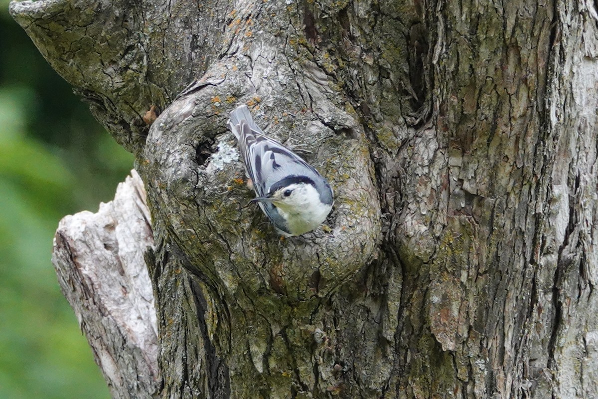 White-breasted Nuthatch - ML620354424