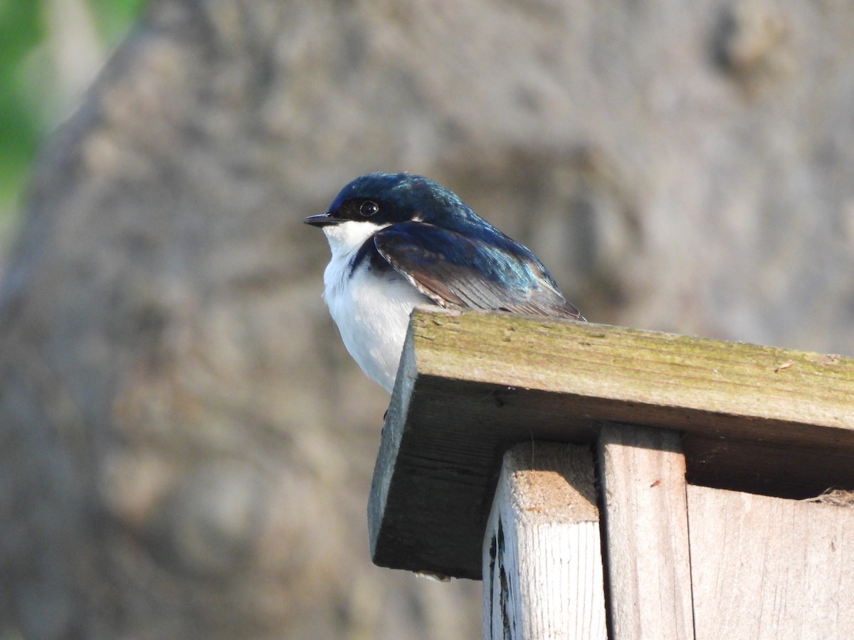 Tree Swallow - ML620354426