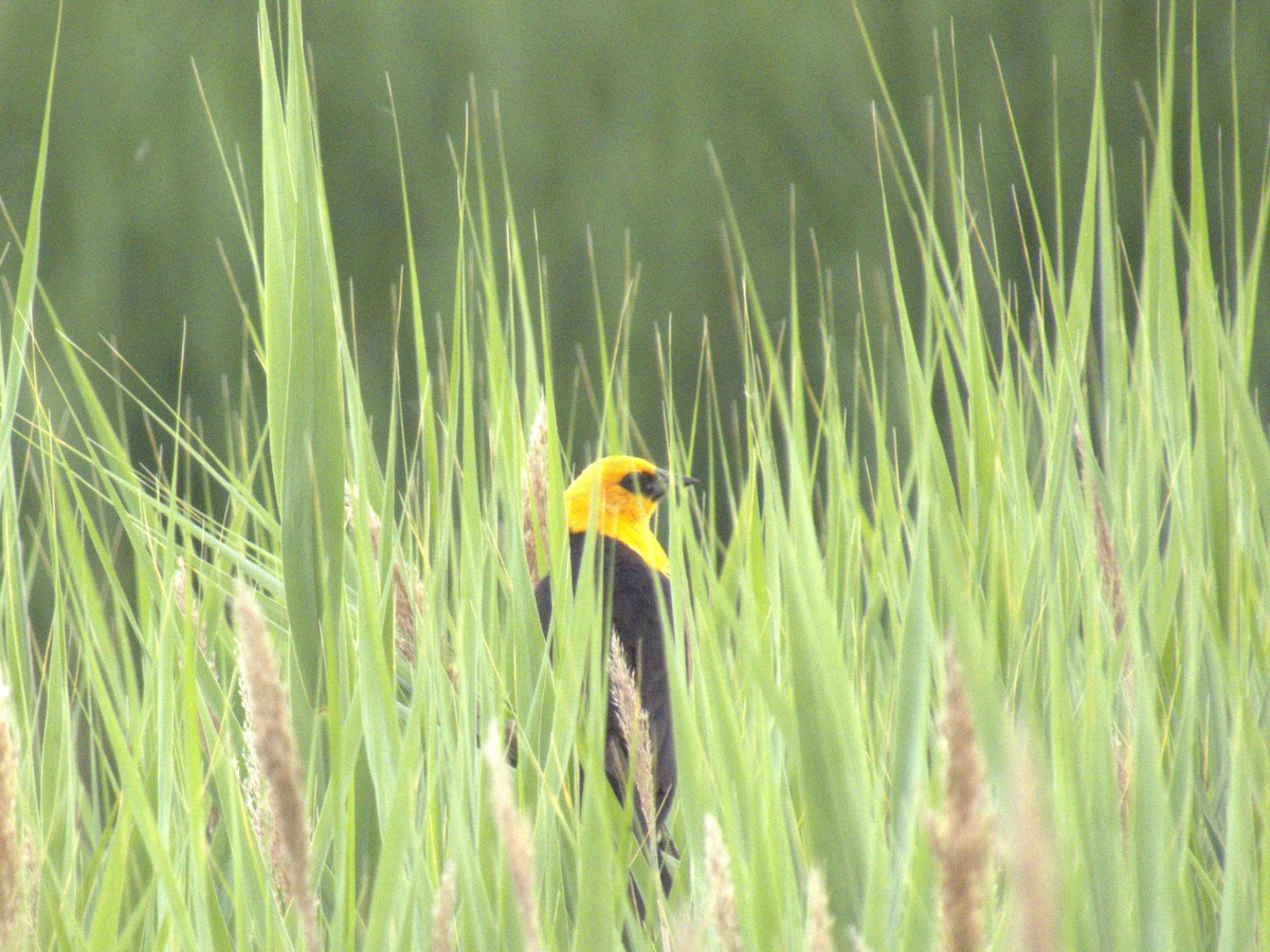 Yellow-headed Blackbird - ML620354427