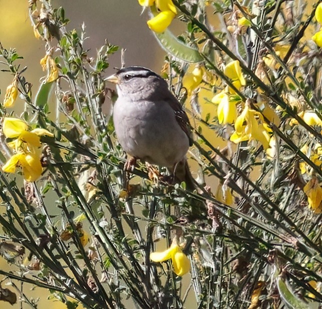White-crowned Sparrow - ML620354431