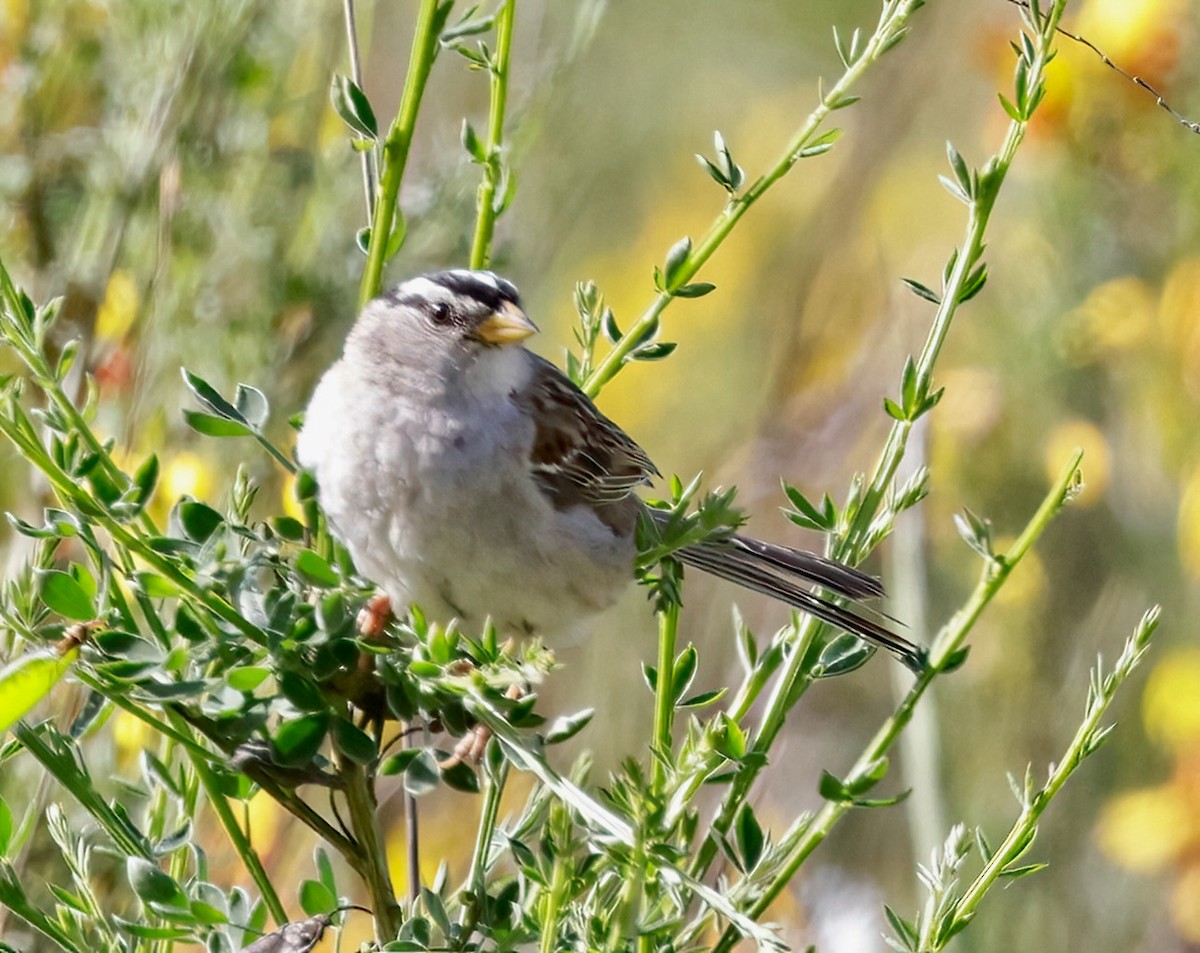 White-crowned Sparrow - ML620354432