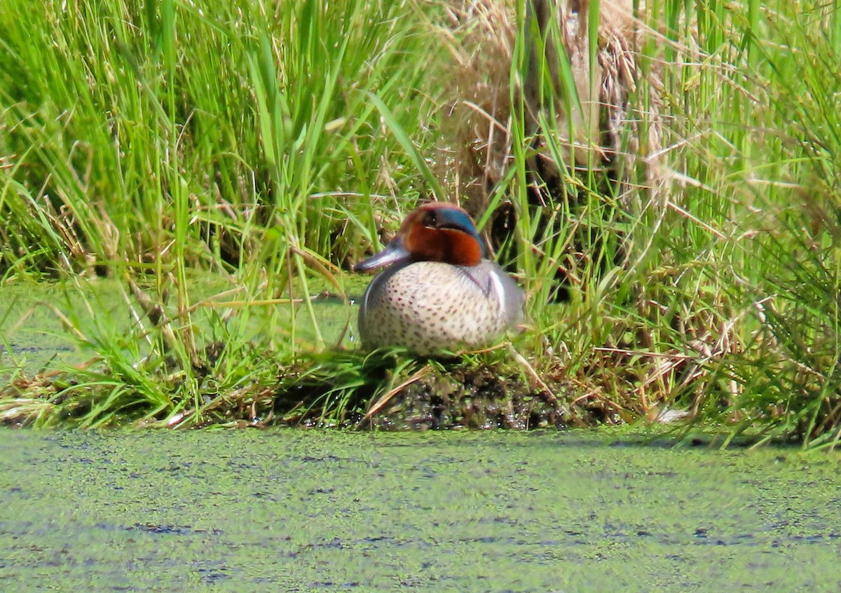 Green-winged Teal - ML620354433