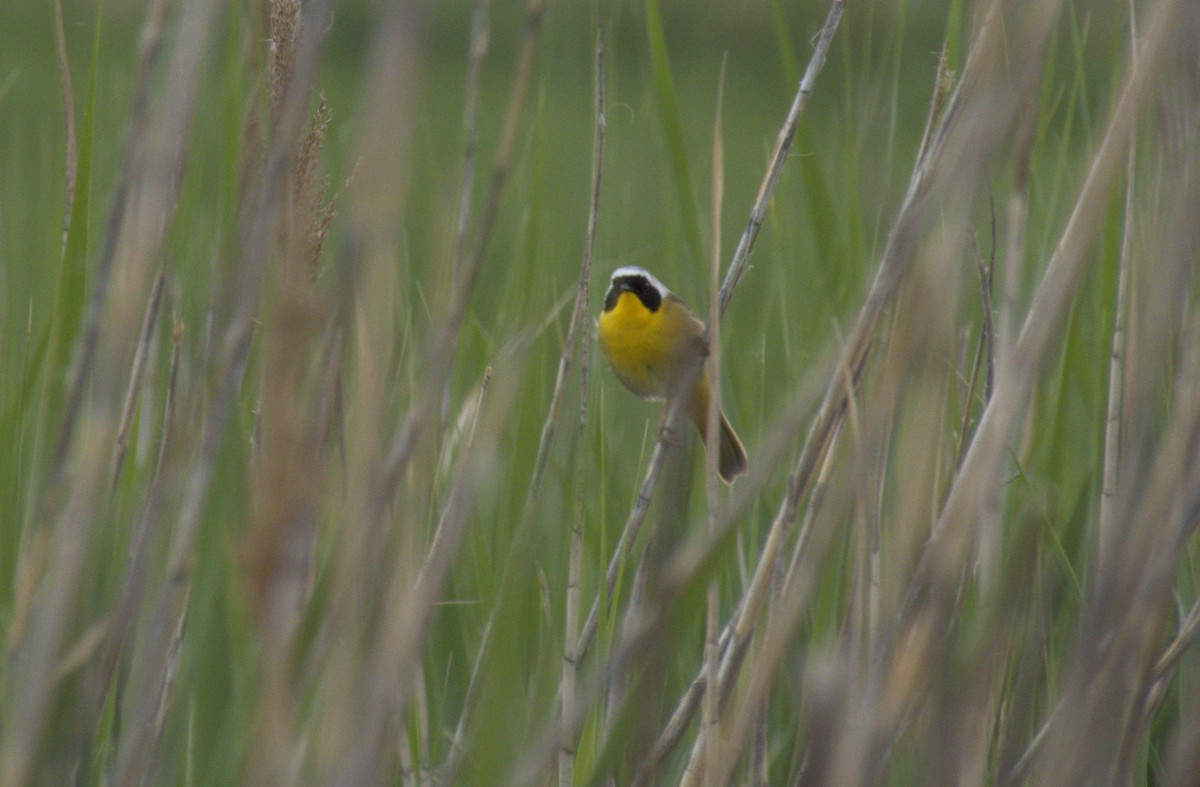 Common Yellowthroat - ML620354438