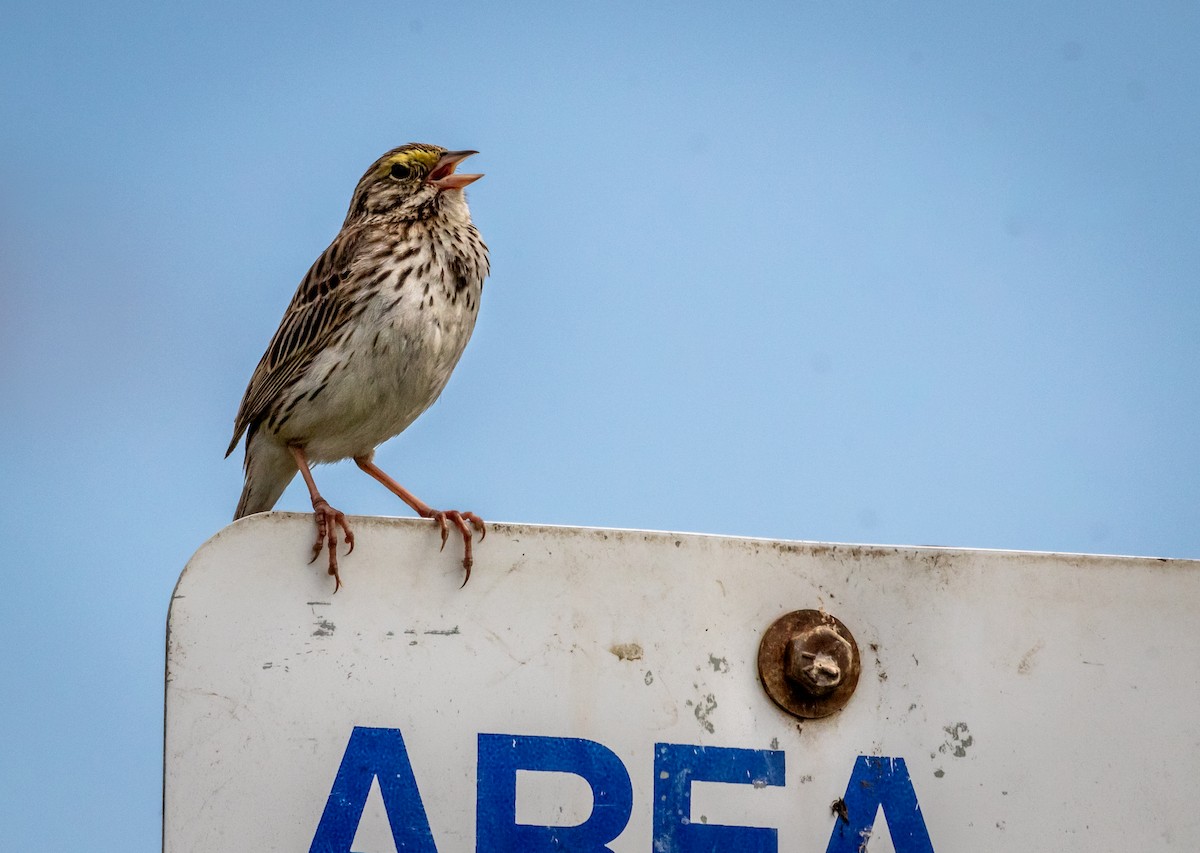 Savannah Sparrow - Pat Snyder