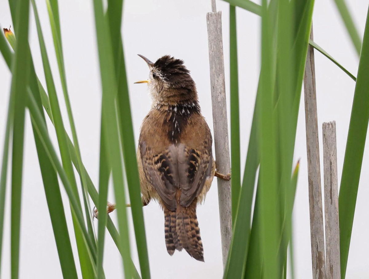 Marsh Wren - ML620354441