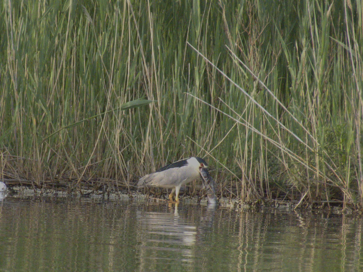 Black-crowned Night Heron - ML620354449