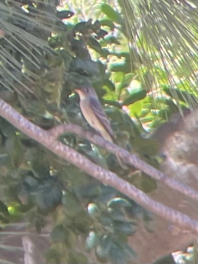 Eastern Wood-Pewee - ML620354451