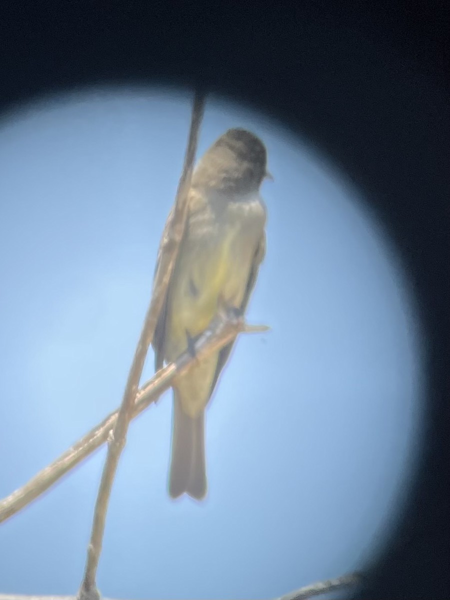 Eastern Wood-Pewee - ML620354452