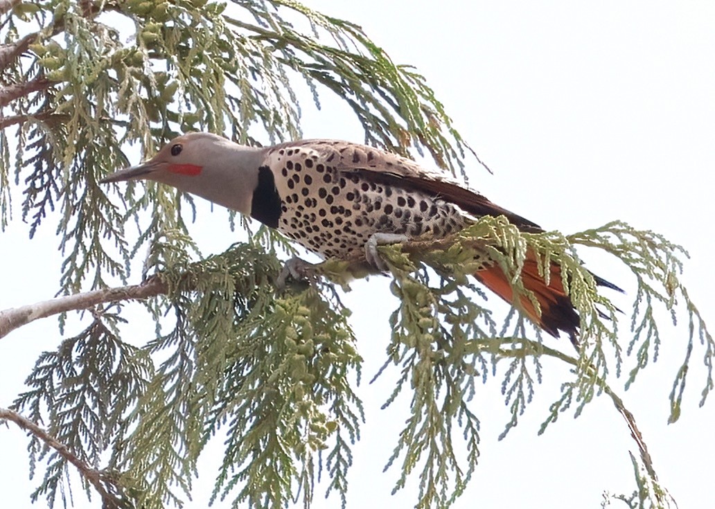 Northern Flicker (Red-shafted) - ML620354463