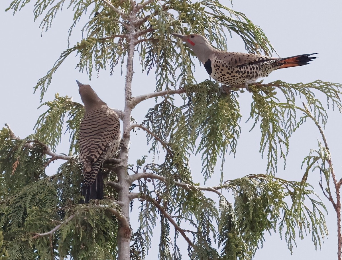 Northern Flicker (Red-shafted) - ML620354464