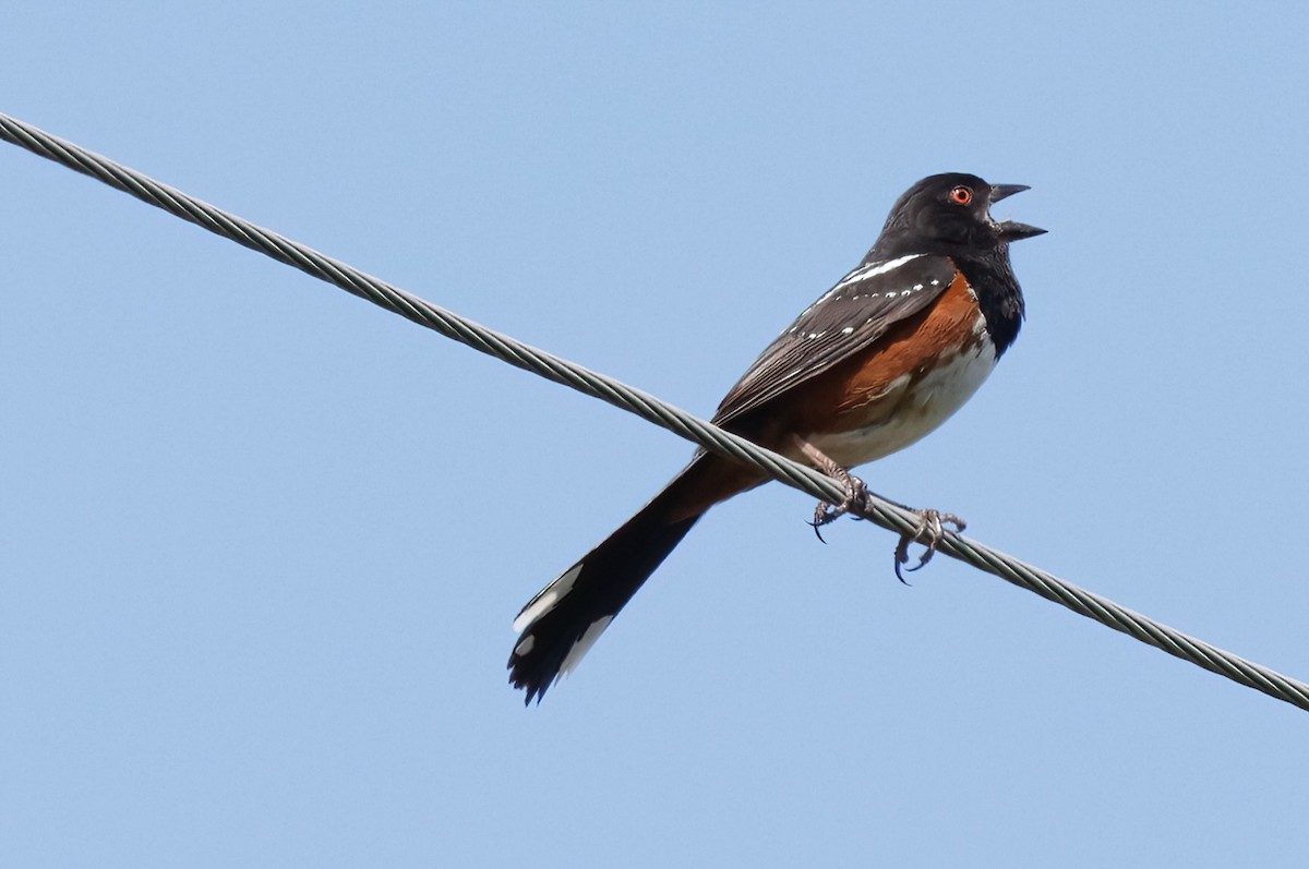 Spotted Towhee - ML620354466