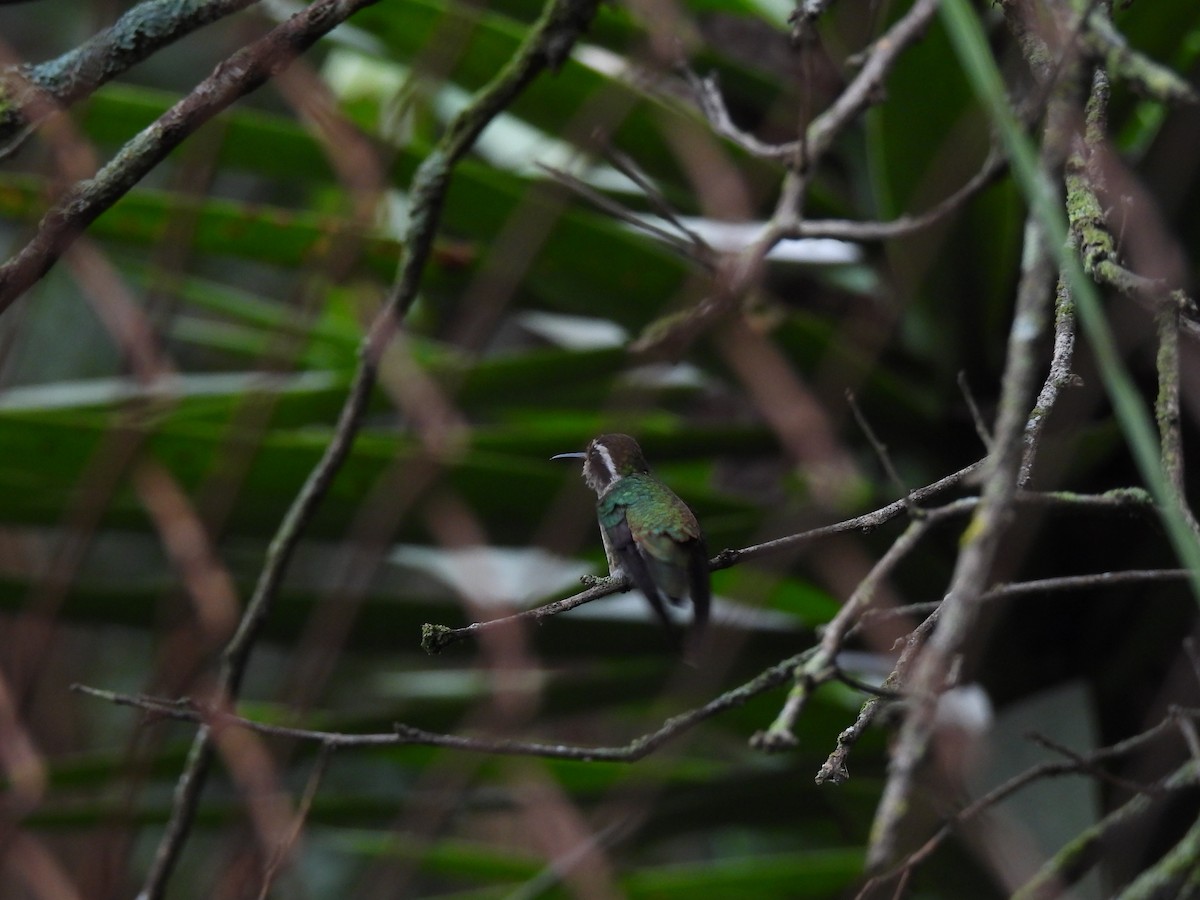 kolibřík bělouchý - ML620354468
