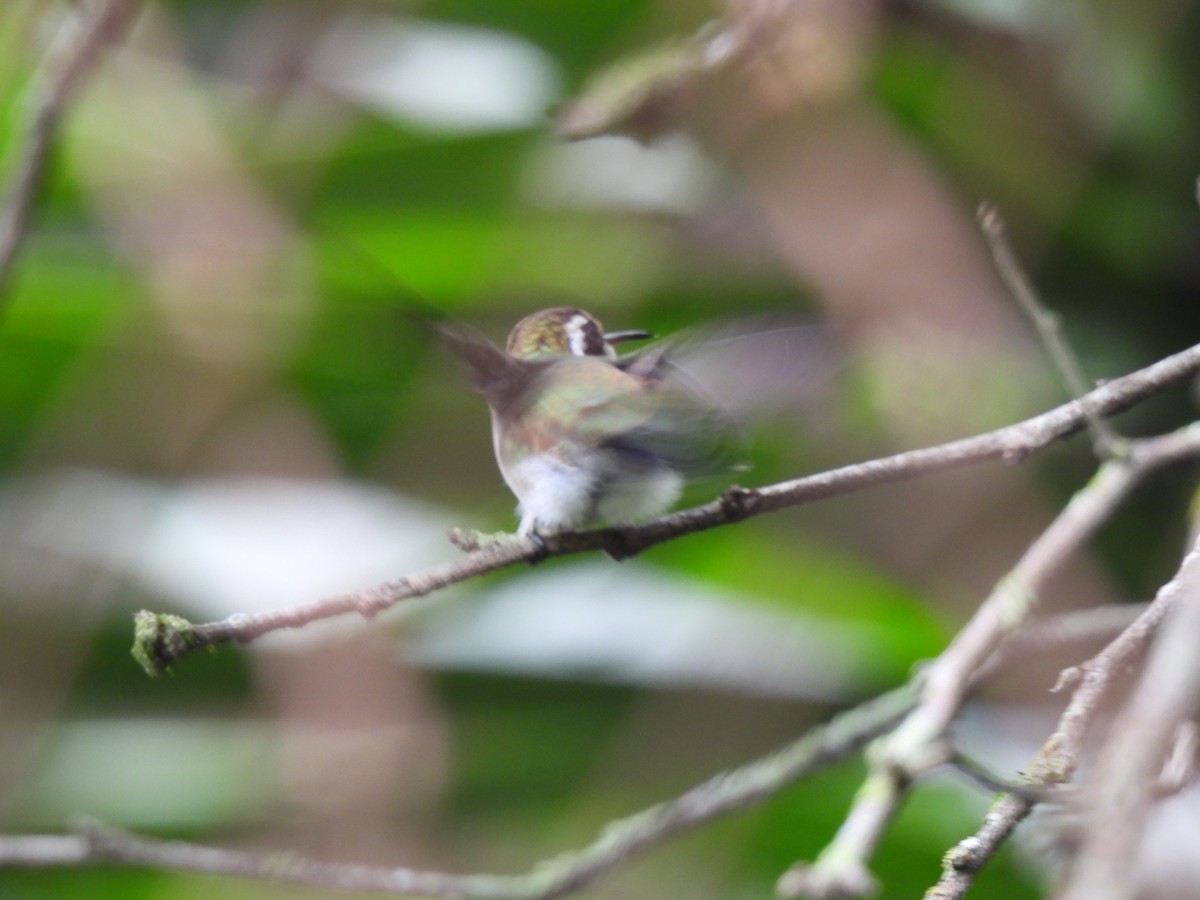 White-eared Hummingbird - ML620354469